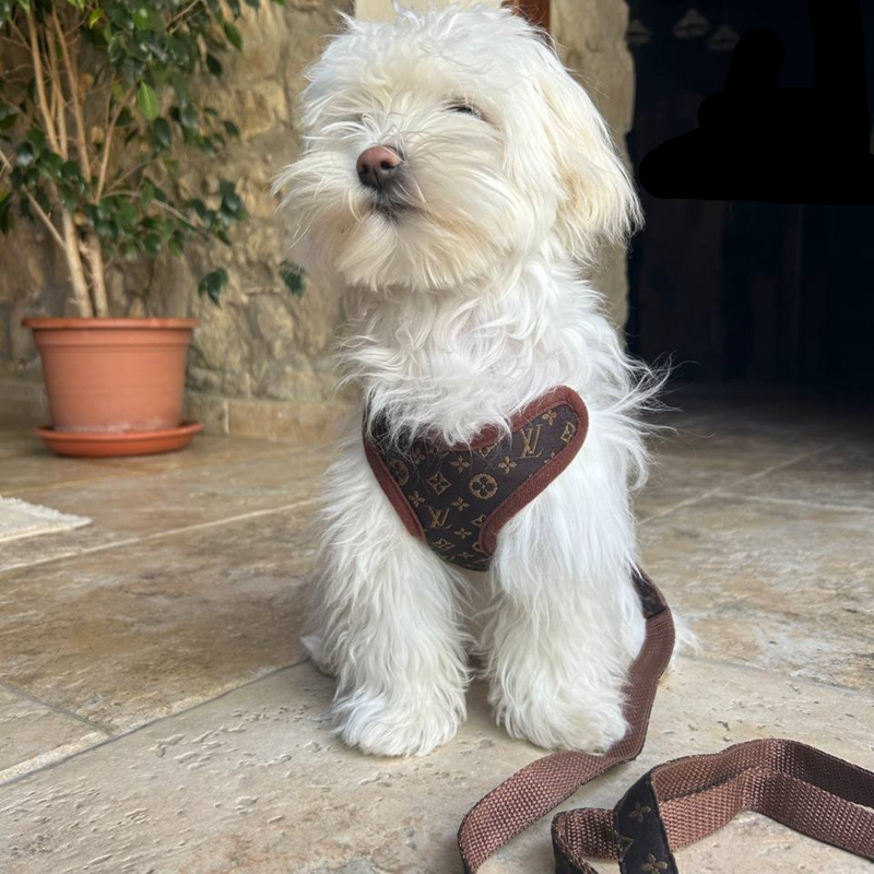 Hundeführgeschirr und Leinen-Set – PawLuxe