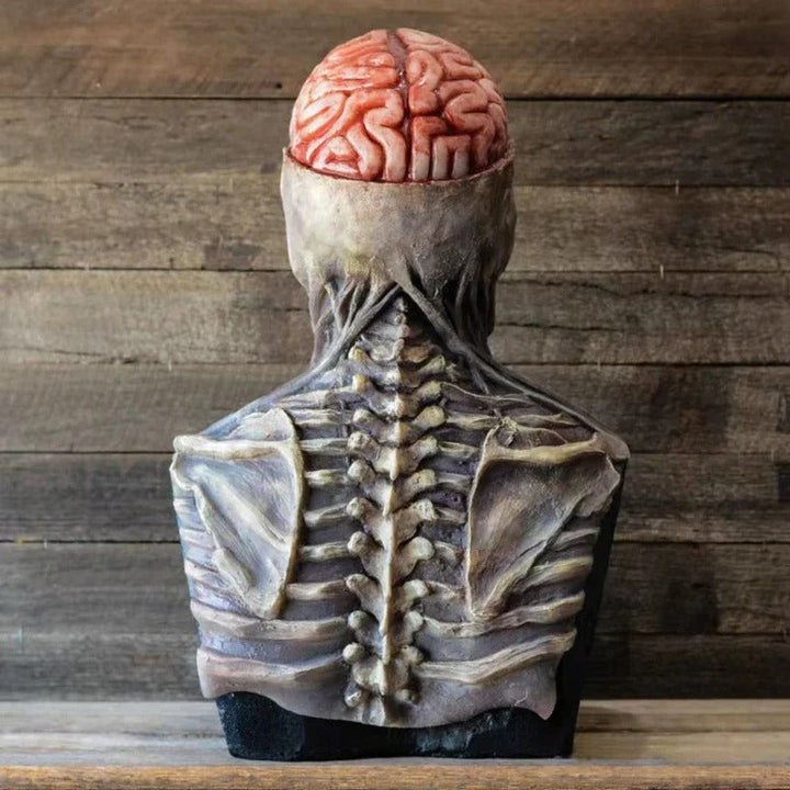 Anatomisches Modell Wirbelsäule und Gehirn, realistisch, medizinisches Lehrmittel, Holzoptik