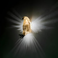 Beleuchtete Flügel Wandleuchte - LumaWings