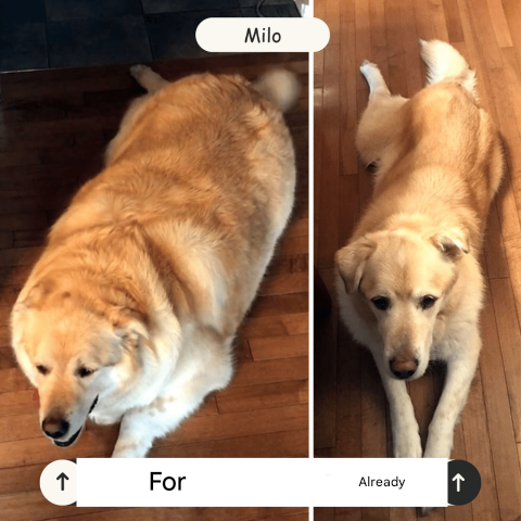 Rechargeable Ball Launcher for Dogs – FetchPro