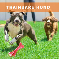 Der Verspielte Zahnpfleger für Hunde – BuddyChew