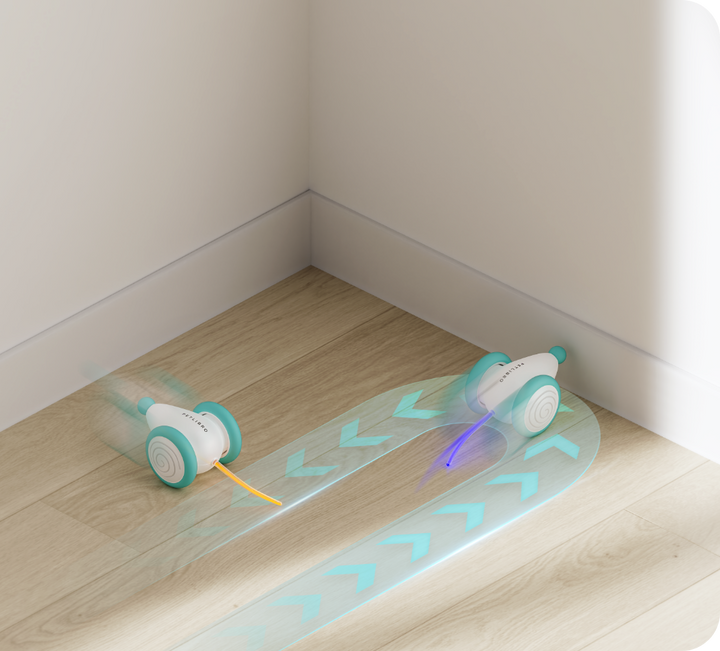 Das Ultimative Kauspielzeug für Katzen – WhiskerPlay