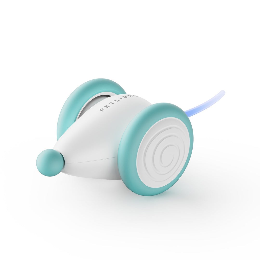 Das Ultimative Kauspielzeug für Katzen – WhiskerPlay