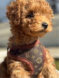 Hundeführgeschirr und Leinen-Set – PawLuxe