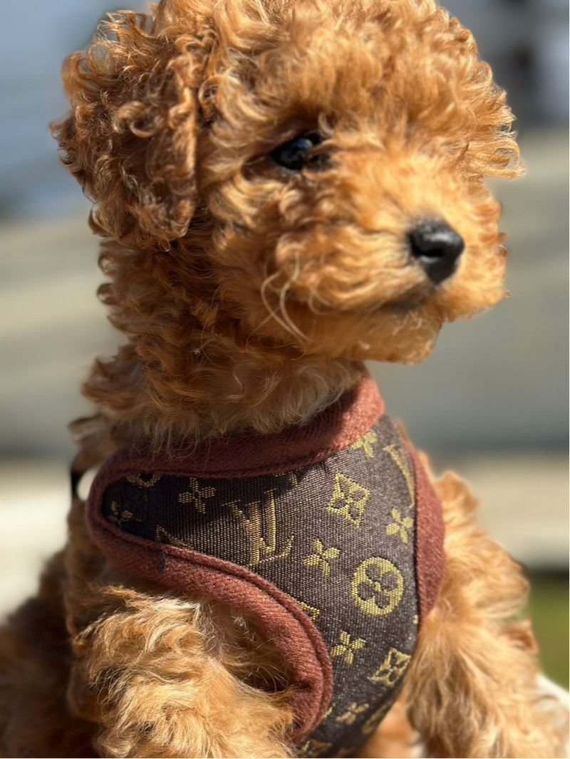 Hundeführgeschirr und Leinen-Set – PawLuxe