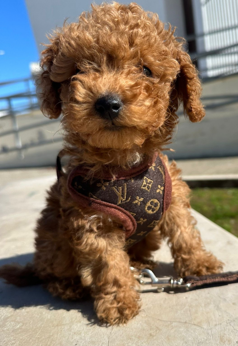 Hundeführgeschirr und Leinen-Set – PawLuxe