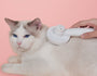 Kitty Katzenbürste | Selbstreinigende Bürste zum Kämmen Ihrer Katze